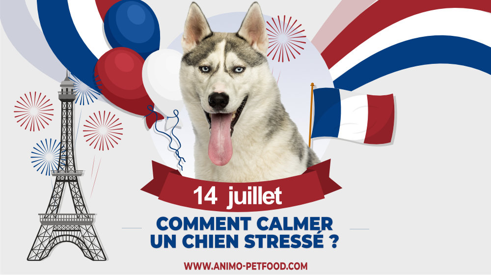 comment-calmer-un-chien-stresse-le-14-juillet